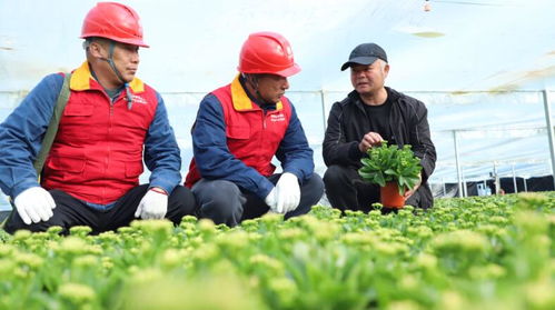 安徽太和 電 亮花卉大棚 助力花農(nóng)產(chǎn)銷(xiāo)