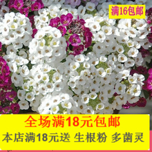 【香雪球種子】最新最全香雪球種子 產品參考信息