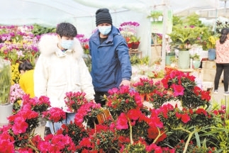 花卉市場春意濃