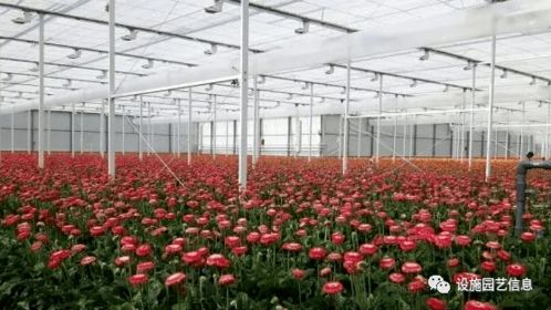 花兒為什么這樣紅 智能溫室為花卉種植增色