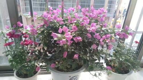 花卉栽培技術(shù) 如何學(xué)習(xí)種植花卉