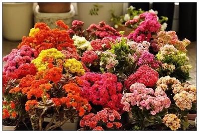 這些在秋季栽種的花卉,冬春時(shí)節(jié)花開燦爛,能擺室內(nèi)養(yǎng)
