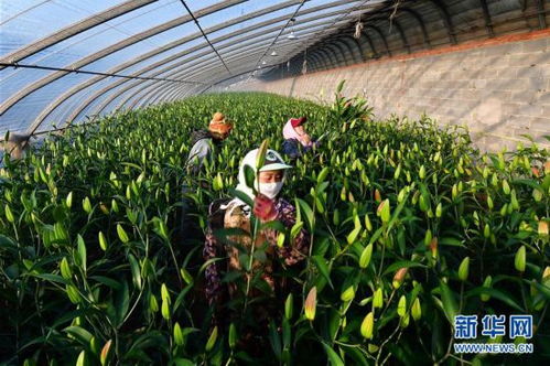 河北灤南 冬閑時(shí)節(jié)花農(nóng)忙