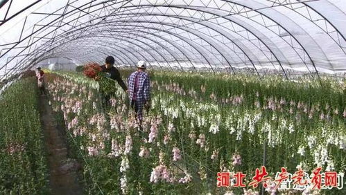脫貧攻堅(jiān)黨旗紅 三河市 鮮切花 盛開在小康路上