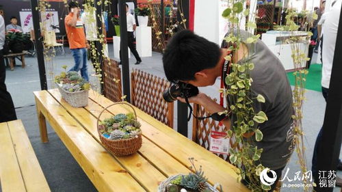 江蘇沭陽花木節(jié)開幕 展出多種精品盆景花卉